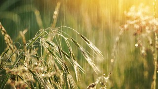 Meteoroloji açıkladı: Hava serinliyor, yaz yağmuru geliyor!