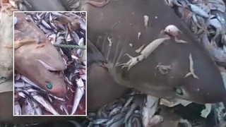 Balıkçıların paylaştığı görüntüler ortalığı karıştırdı! Rezervasyonlar bir bir iptal edildi