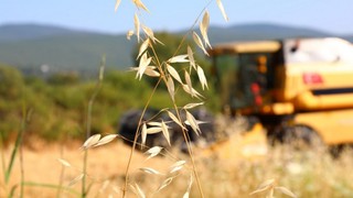 Bodrum Belediyesi'nden 3,5 Ton Buğday Hasadı