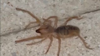 Zıplayabilen, 13 cm'ye kadar büyüyen etçil sarı kız örümceği Türkiye'de bir kez daha ortaya çıktı!