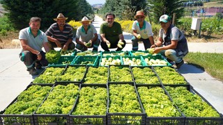 Beylikdüzü’nün Yaşam Bahçesi’nde yaz hasadı yapıldı