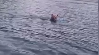 Balık avına gittiler, karşılarına ayı çıktı!