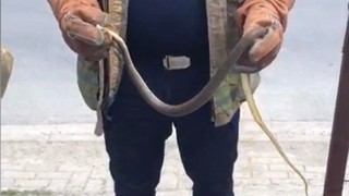 İstanbul'un 7 ilçesinde ortaya çıkan yılanlar büyük endişe yarattı!