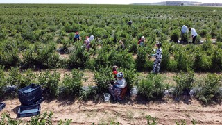 15 yıl sonra ilk kez... Türkiye'nin bir şifa deposu eşsiz lezzetinden daha kötü haber!