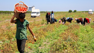 Yaz sofralarının olmazsa olmazındaki tarla ve çarşı pazar market fiyat farkı ''yok artık'' dedirtti!