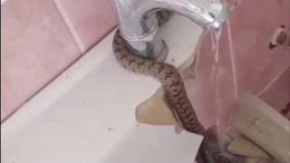 Avustralya değil Türkiye: Evin banyosundan yılan çıktı