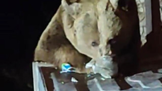 Boz ayı ailesiyle karşılaştı, canını zor kurtardı