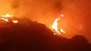 Bir kene için 120 dönümlük ormanı yaktı!