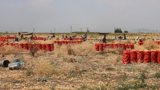 40 derece sıcağın altındaki hasat sürüyor: Market ve tarla fiyat farkı büyüyor!
