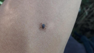 Kene bir can daha aldı