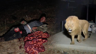 Antalya'da firari aslan dehşeti! Bahçede uyuyan adama saldırdı