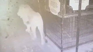 Antalya'da 1 kişiyi yaralayan aslanın kaçma anı kamerada