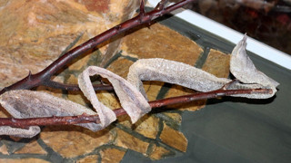 Türkiye'de bir garip akım... Vatandaş yılan derisi kuyruğuna girdi!