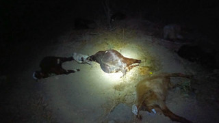 Dereden su içen 65 küçükbaş hayvan dakikalar içinde öldü