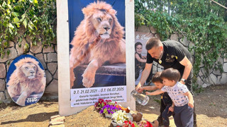 Antalya'da bir çiftçiye saldırdıktan sonra öldürülen aslan Zeus'un hatırasını böyle yaşatacak