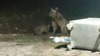 Anne ayı, yavrusunun fotoğrafını çeken kişiye saldırdı