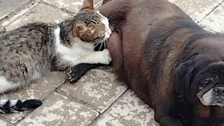 Kediye annelik yapan köpeği görenler şaşkınlığını gizleyemedi!