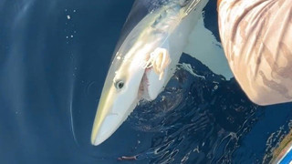 İlker Reis'in oltasına 2,5 metrelik bir canavar takıldı!