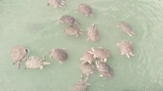 Turizm cennetimizde saldırgan Nil kaplumbağası alarmı