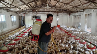 Tavuk üreticisinin aşırı sıcaklarla mücadelede bulduğu yöntemle dikkat çekti