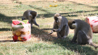 Türkiye'nin maymunları aşırı sıcaklarda çok özel ''kokteyl'' mönüsü ile serinliyor!