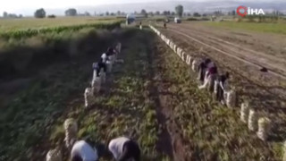 8 ton patatesi halka ücretsiz dağıttı