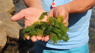 Tüm dünyanın her yerde aradığı şifalı yeşil harika Türkiye'den çıktı!
