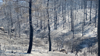 Türkiye alev alev: Son 24 saatte 55 noktada orman yangını