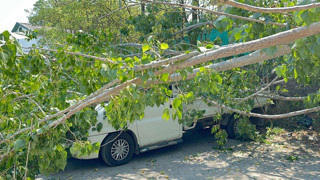 10 metrelik ağaç 4 aracın üzerine devrildi