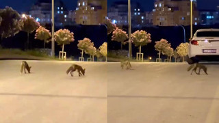 İstanbul'da tilki sürüsü şehre indi, görenler gözlerine inanamadı!
