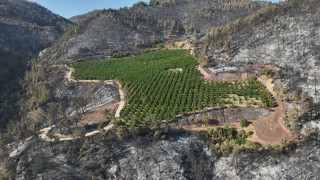 Türkiye'nin yüreğini yakan yangının ardından herkesi şaşırtan manzara
