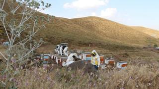 Türkiye'nin AB tescilli şifa kaynağında sağım başladı