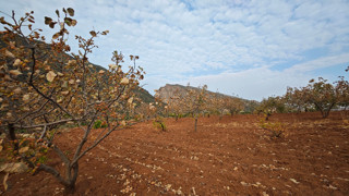 Kavurucu sıcaklar Türkiye'nin bir eşsiz lezzetini daha vurdu