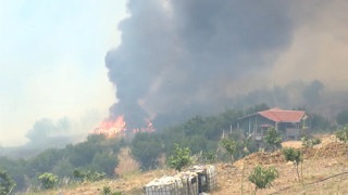 Orman yangınında üzerlerine ilerleyen alevlerle göğüs göğüse savaşan kahramanlar kamerada!