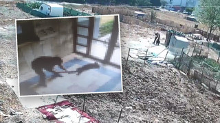 Türkiye kedi katilini konuşurken bir vahşet daha!