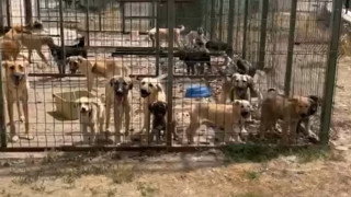 Belediyenin hayvan barınağında açlık ve susuzluktan onlarca canlı köpek öldü!