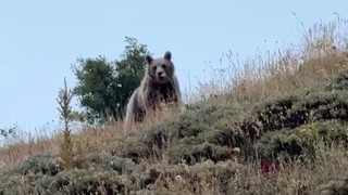 Türkiye'nin vahşi doğasında korku dolu anlar kamerada!