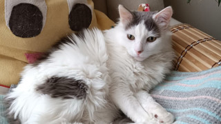 Uzman isim son noktayı koydu: Kedi ya da köpek tüyü ölüme yol açar mı ?