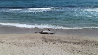 Denizlerin en sevimlisi Marmara kıyılarına vurdu