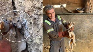 Maden ocağında ''tilkiyi kurtarma operasyonu'' kamerada!