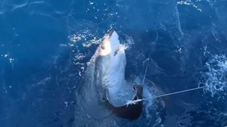 Oltaya takılan 6 metrelik canavar balıkçıları bile şaşırttı