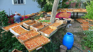 Türkiye'nin şifa kaynağı doğal lezzeti için ''damda mesai'' başladı!