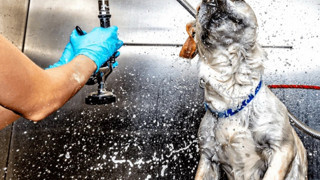 Uzman isimden hayati uyarı: Hayvan sahiplerinin doğru bildiği çözüm yanlış çıktı!