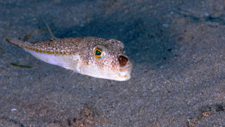 Benekli balon balığında destek tutarı artırıldı