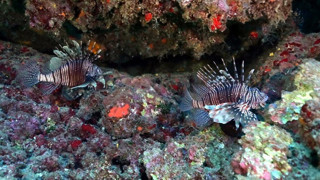 Mavi cennetlerimizdeki 3'üncü istilacı tür için de alarmı çanları çalıyor!