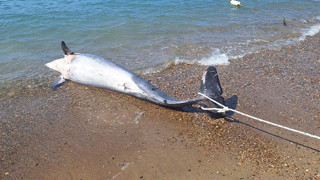 Bodrum sahilinde tatilcileri şoke eden manzara