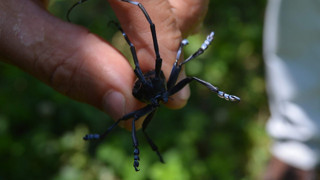 Türkiye'de kabusun yeni adı ''drakula'' böceği istilası oldu: Her taşın altından çıkıyorlar!