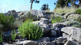 O Türkiye'nin kendi kendine yetişen şifa deposu: Hem toplayana kazandırıyor hem de tüketene!