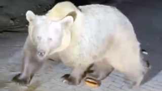 Bursa Uludağ'da ayı saldırısı kamerada: Ayıları görüntülemek istemişlerdi...