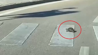 Yaya geçidinden geçen kaplumbağa kameralara yansıdı